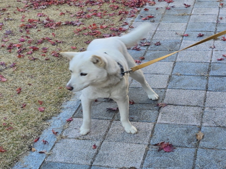 보호중 믹스견의 가…