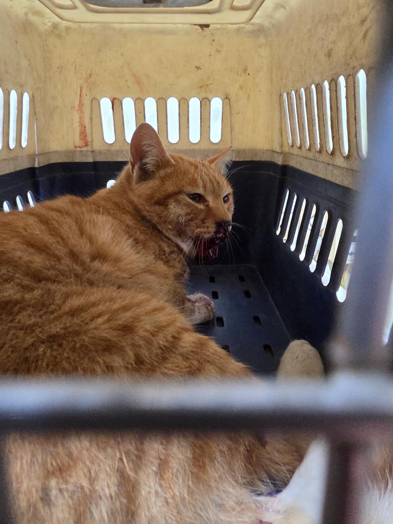 보호중 한국 고양이…