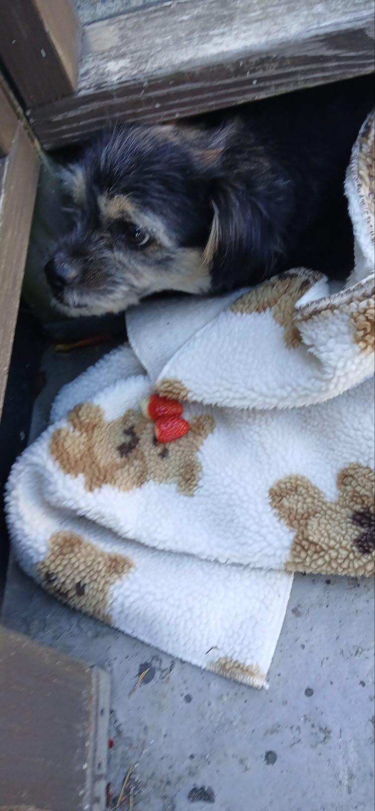 보호중 믹스견의 가…