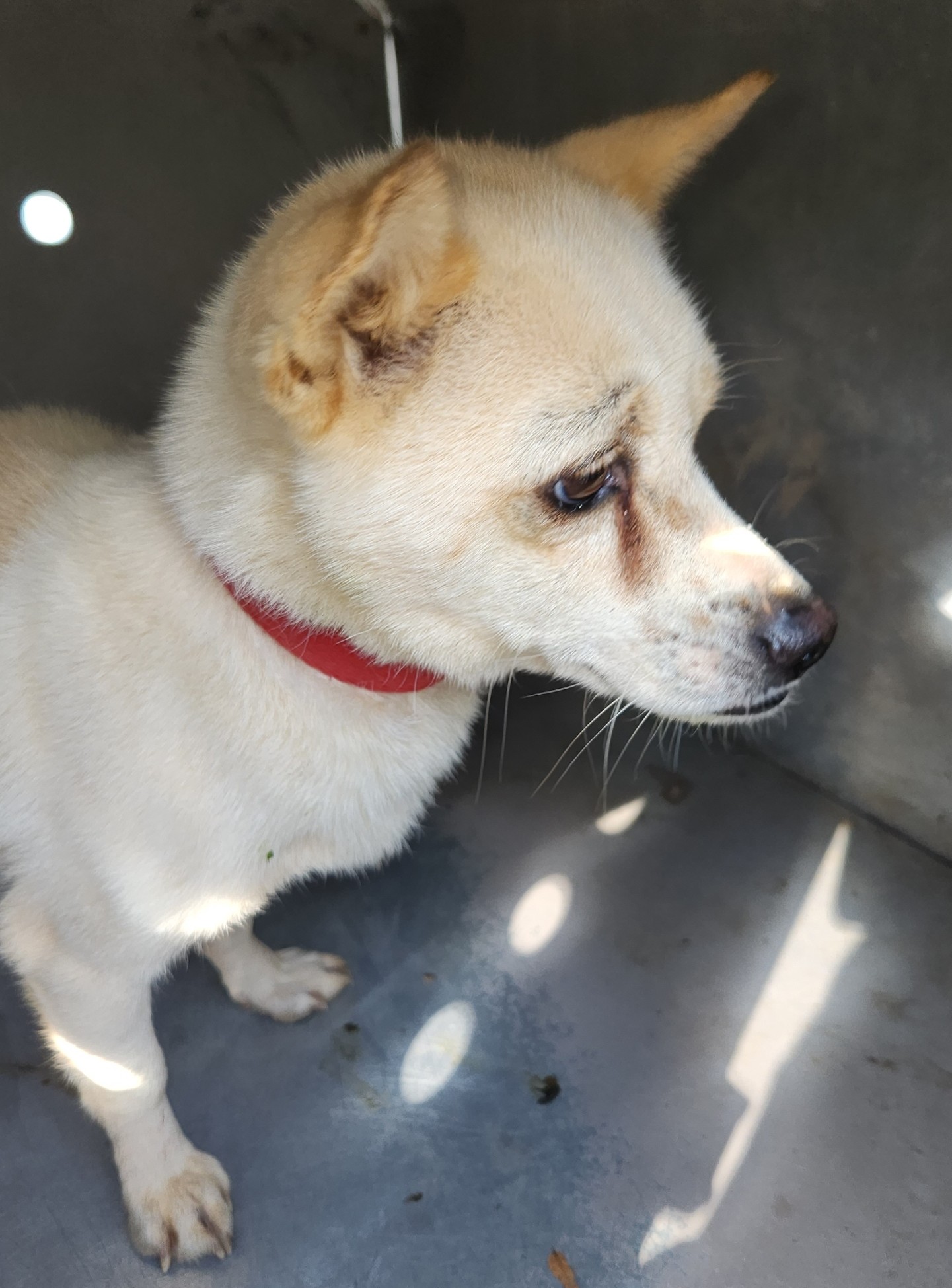 강진군 유기견 보호소_446492202500186