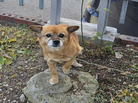 보호중 믹스견의 가…