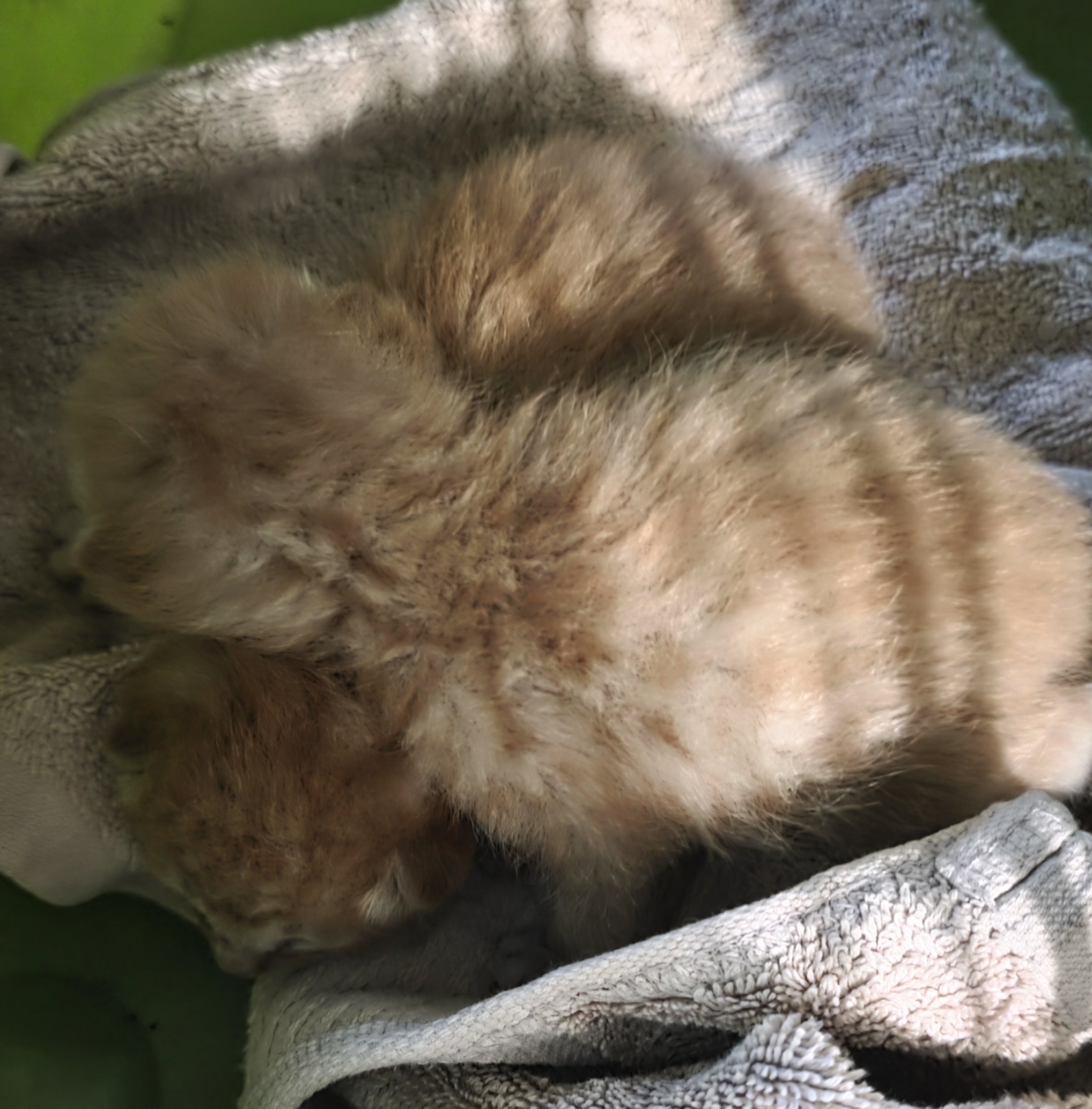 보호중 한국 고양이…