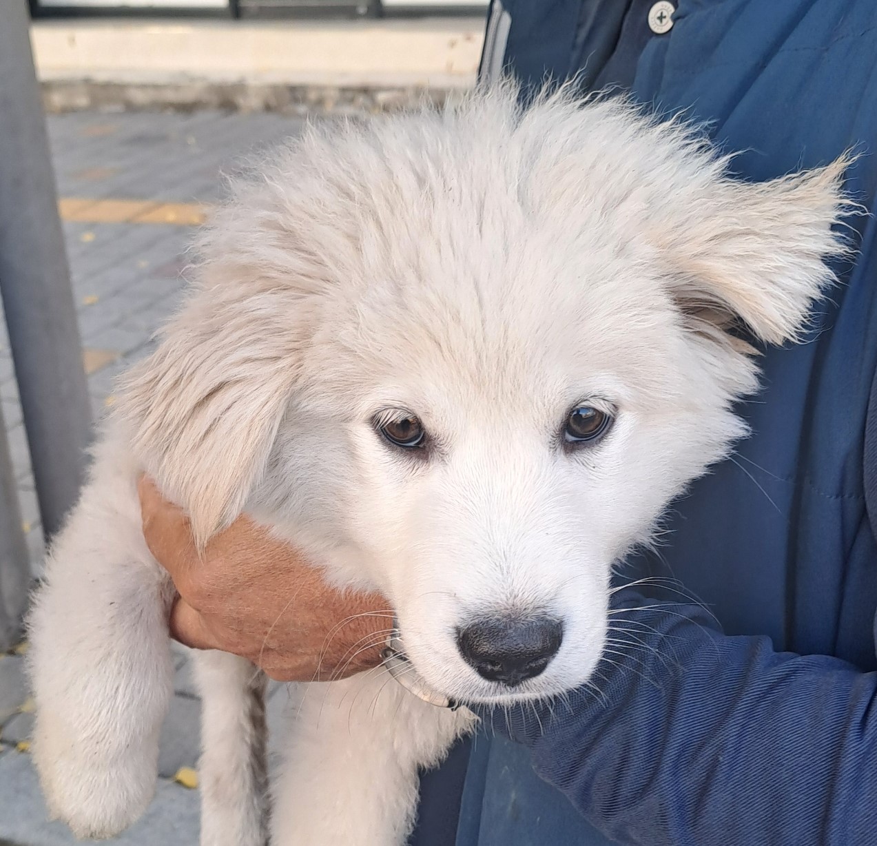 보호중 믹스견의 가…