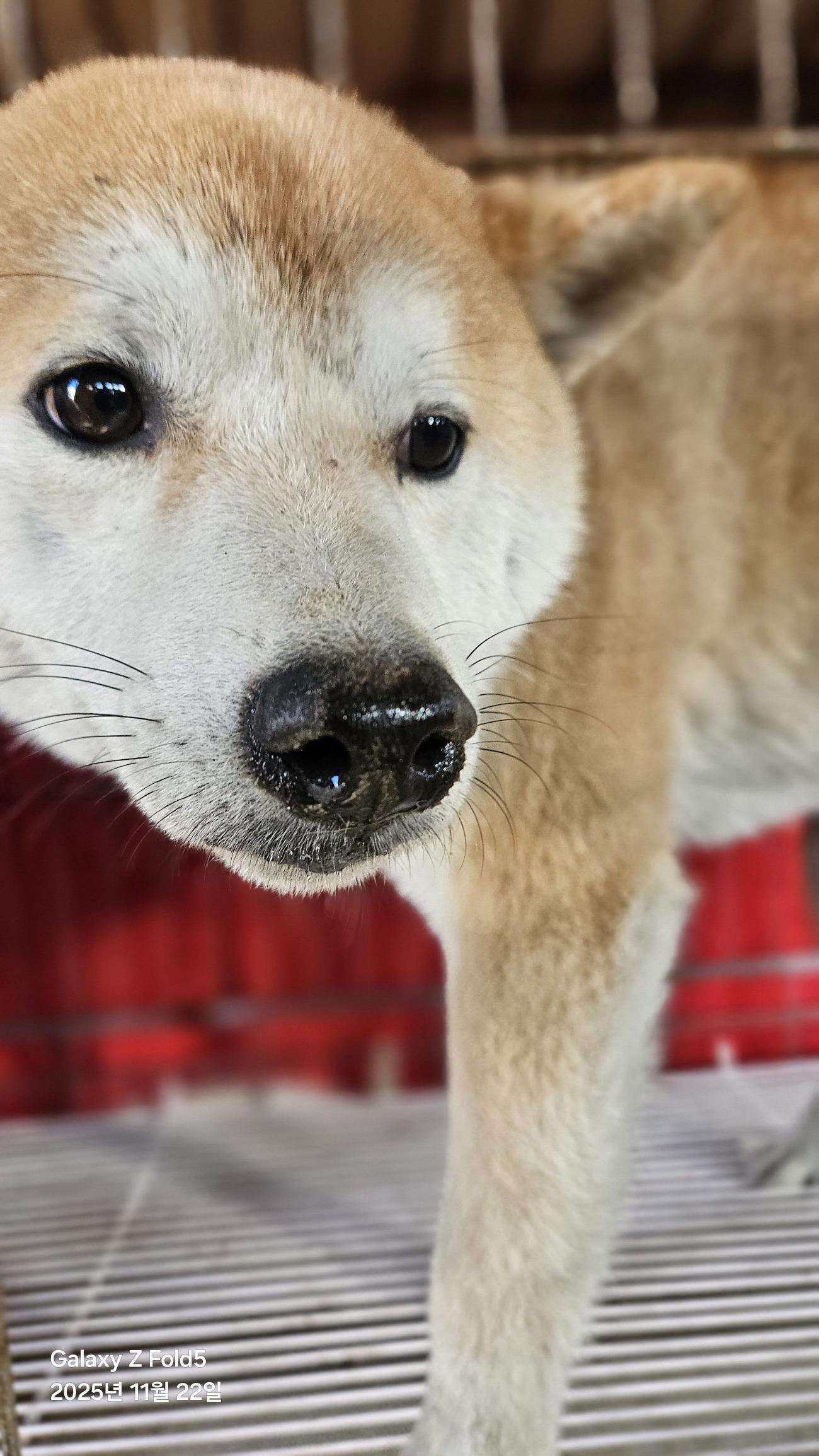 (사)동물보호관리협회_448535202501680