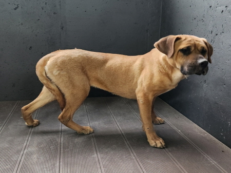 보호중 믹스견의 가…