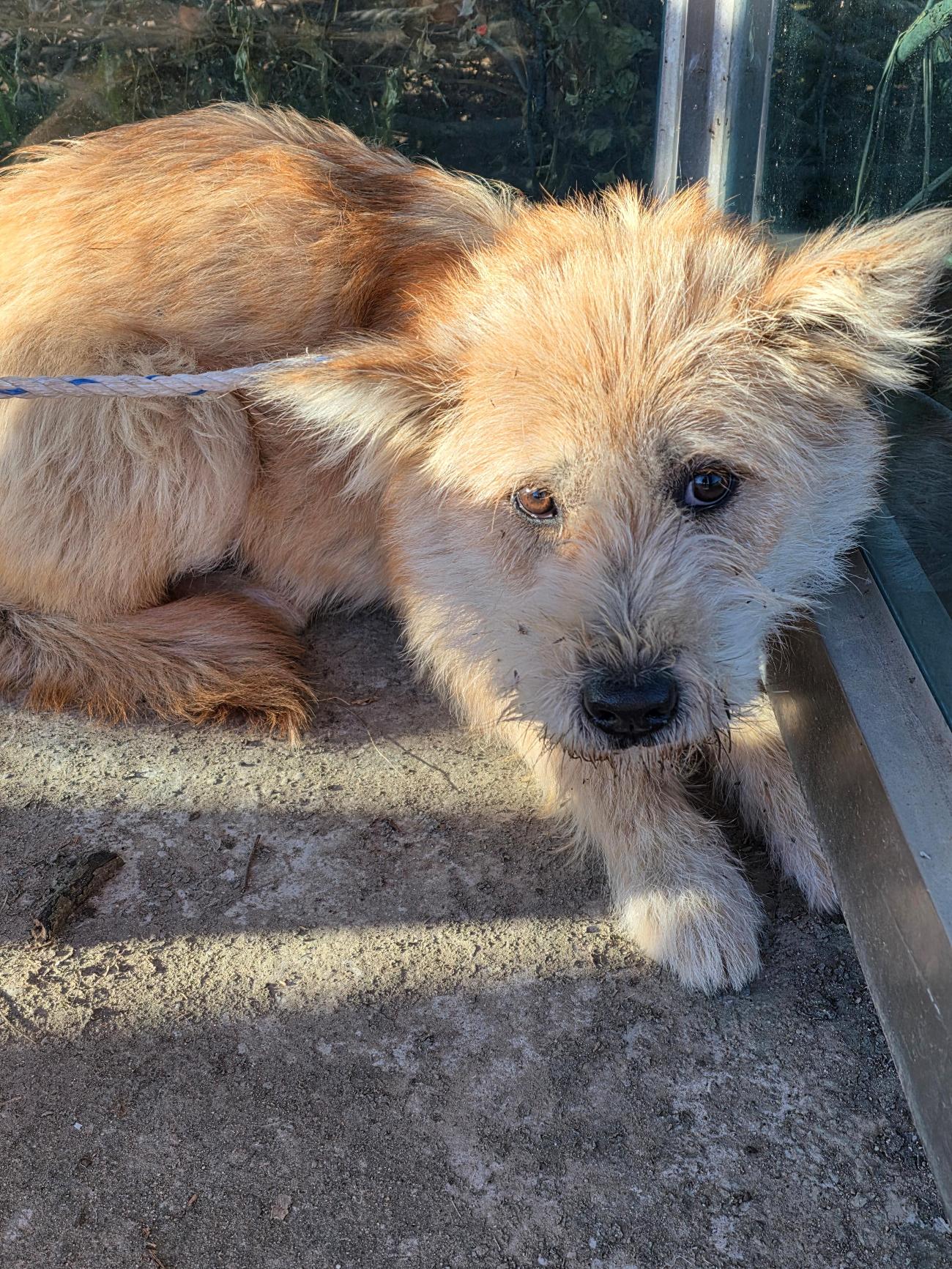 보호중 믹스견의 가…