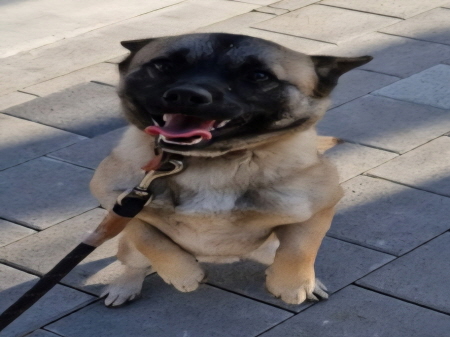 보호중 믹스견의 가…