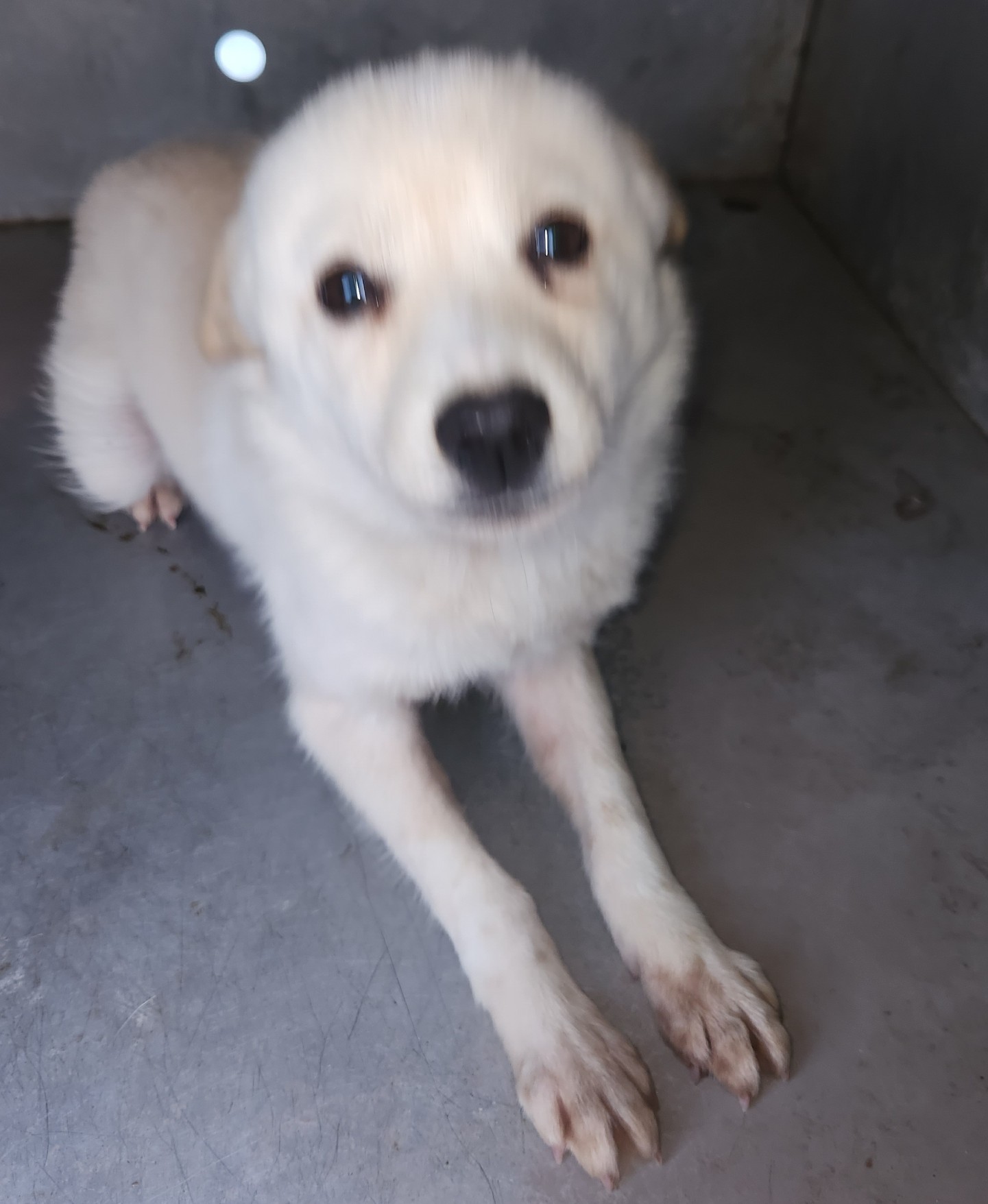 강진군 유기견 보호소_446492202500184