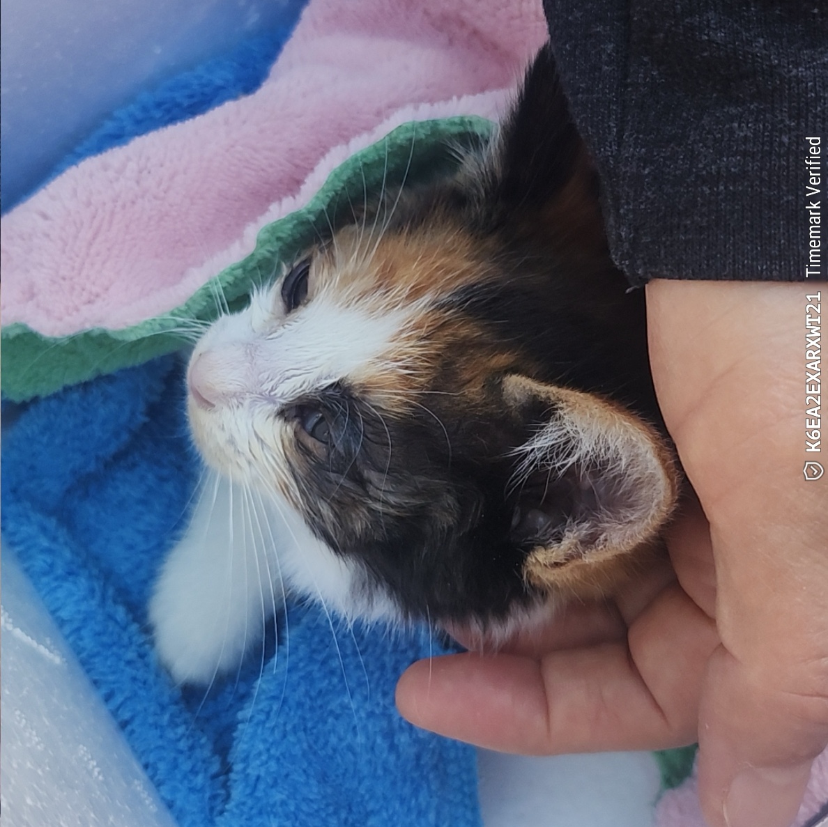 보호중 한국 고양이…