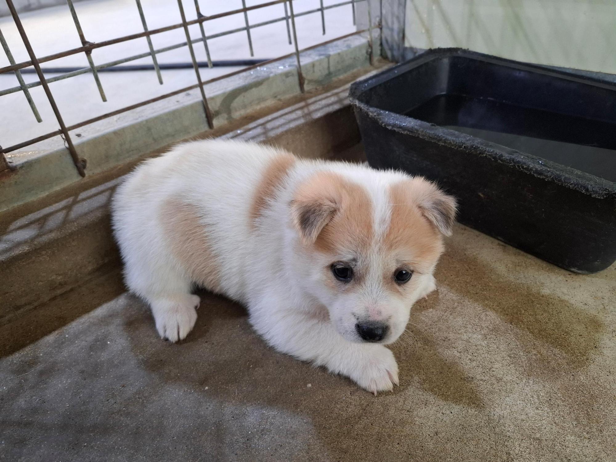 고흥군임시보호센터_446488202500342