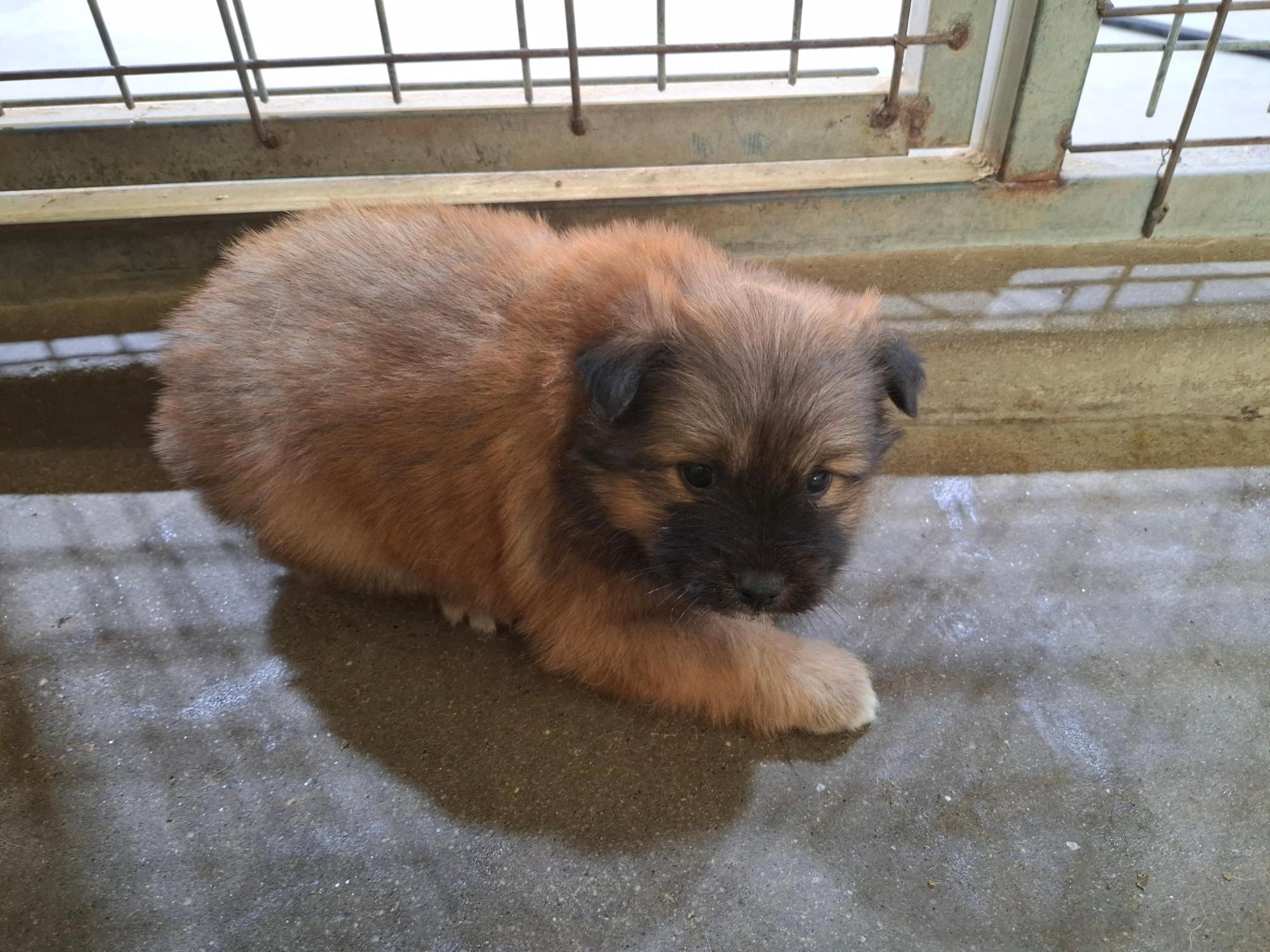 고흥군임시보호센터_446488202500340