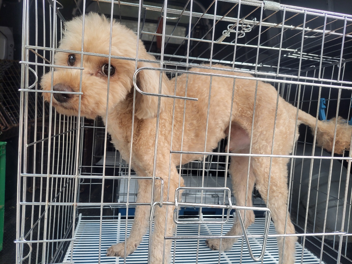 종료(반환) 푸들의…