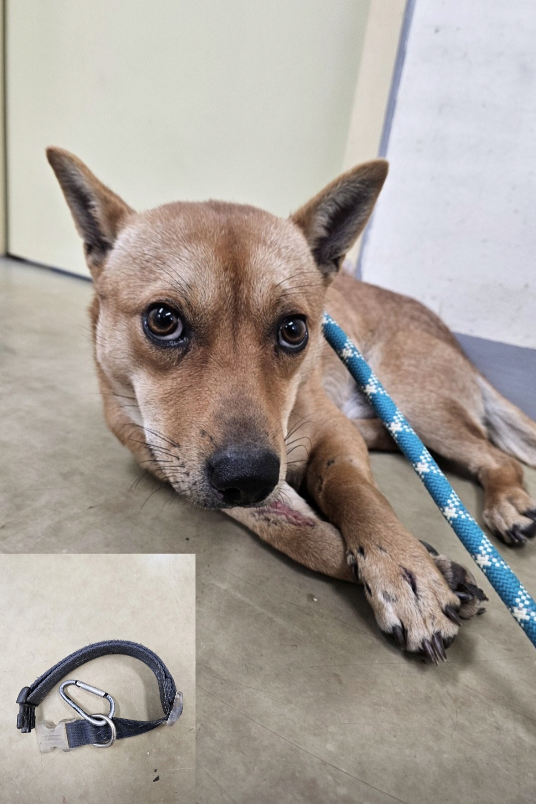 아산동물복지지원센터_444452202502173