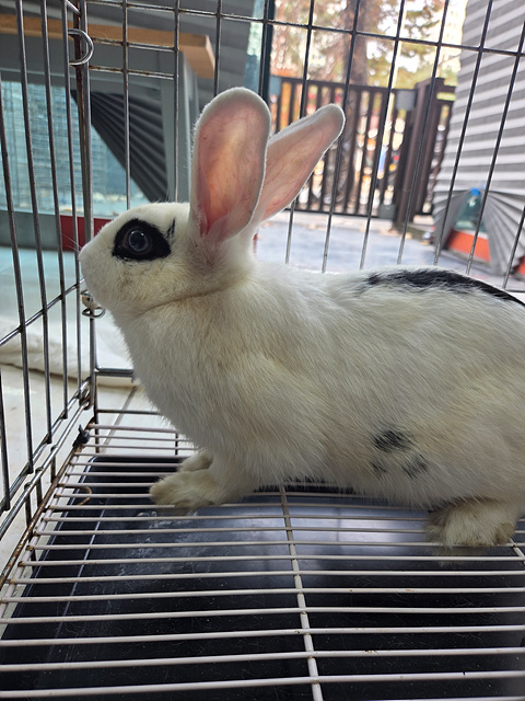 보호중 기타축종의 …