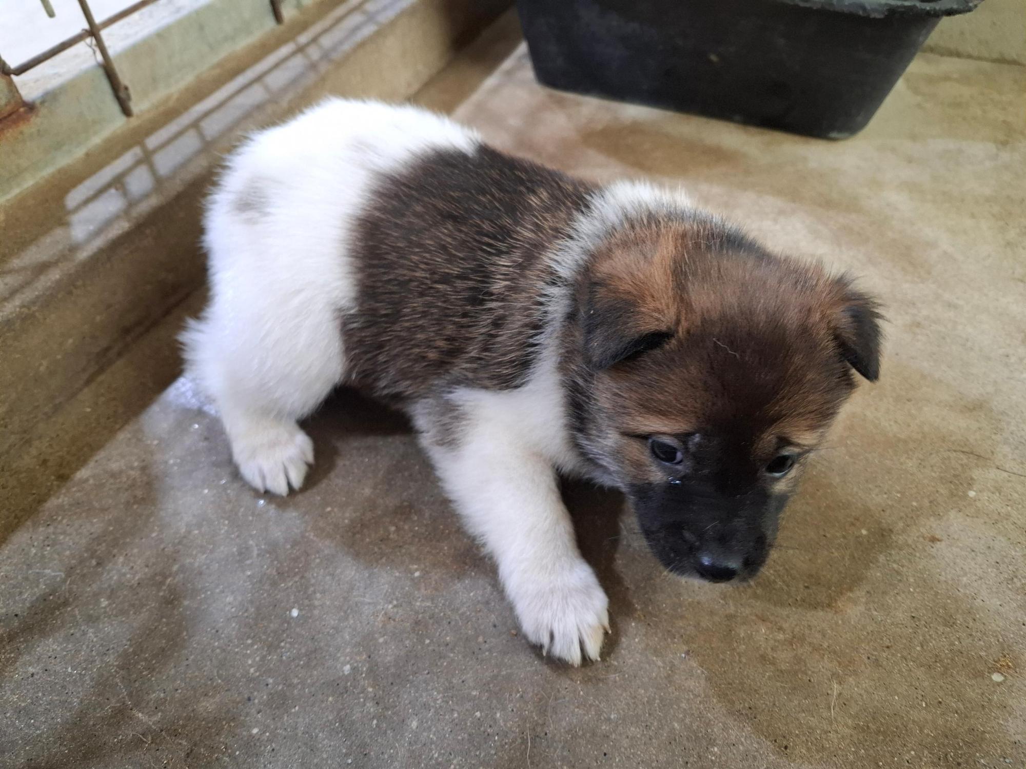 보호중 믹스견의 가…