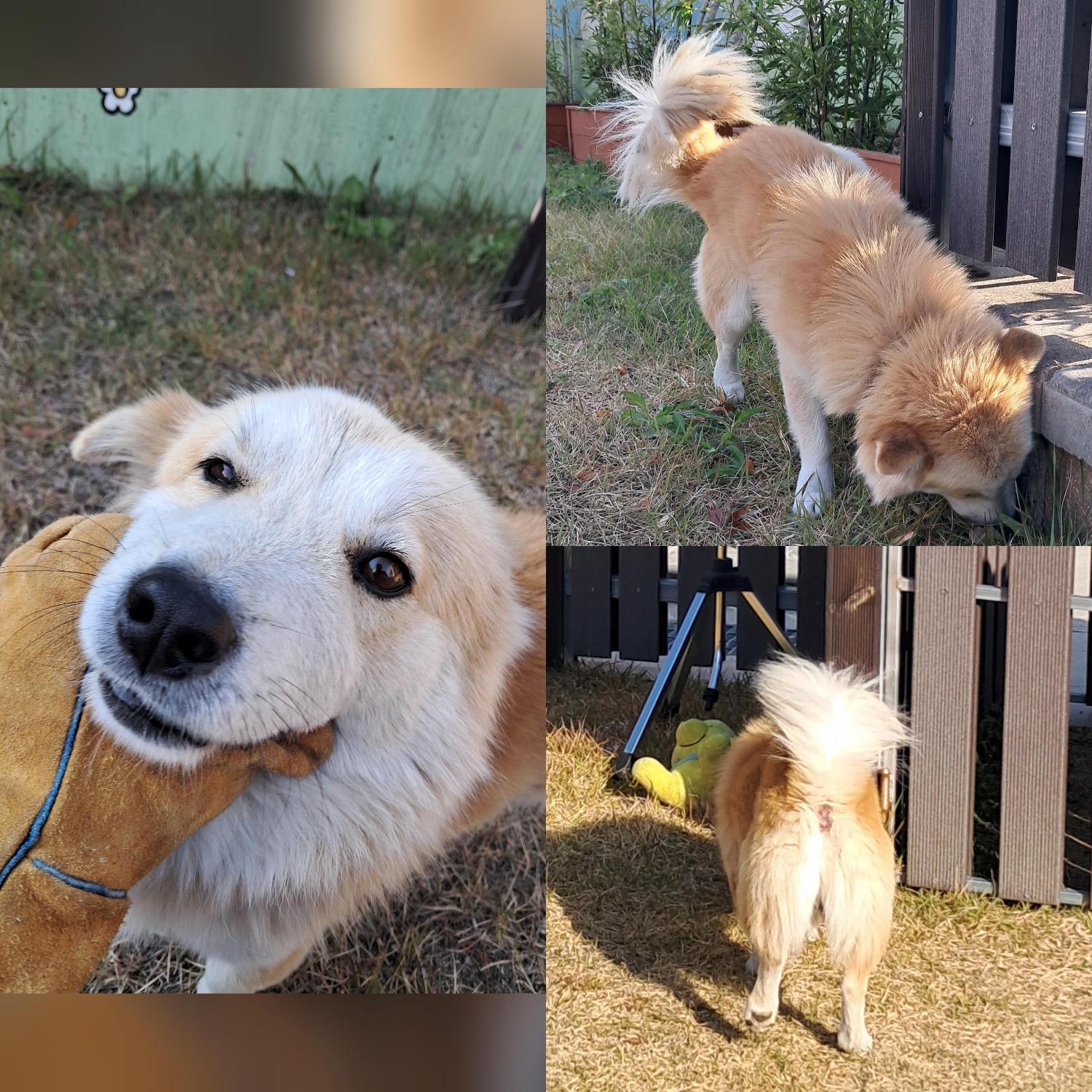 경주동물사랑보호센터_447505202501626