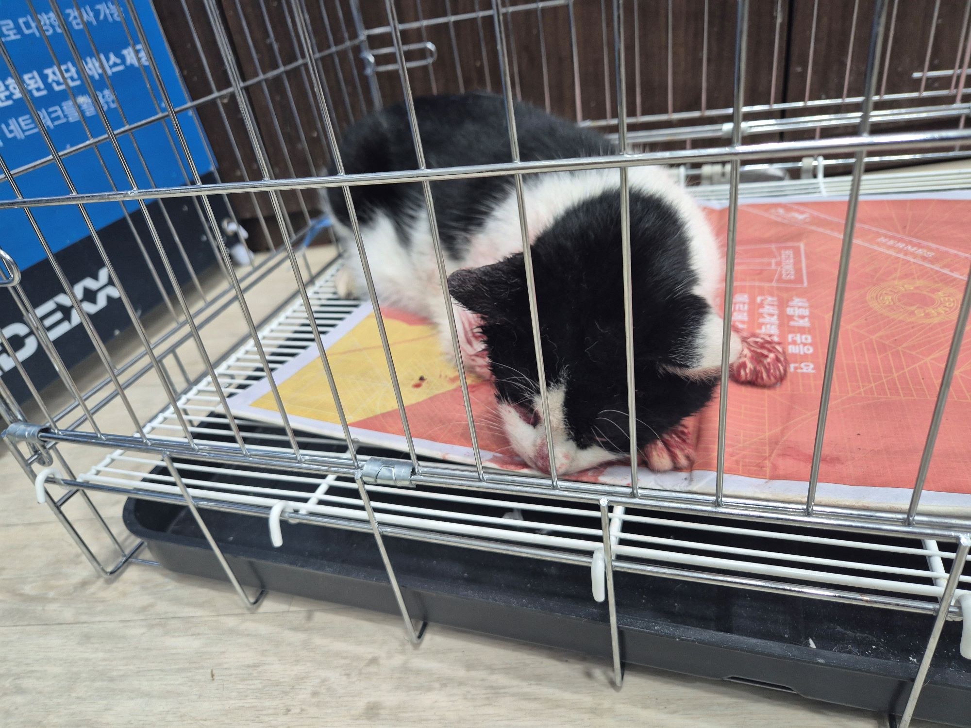 보호중 믹스묘의 가…