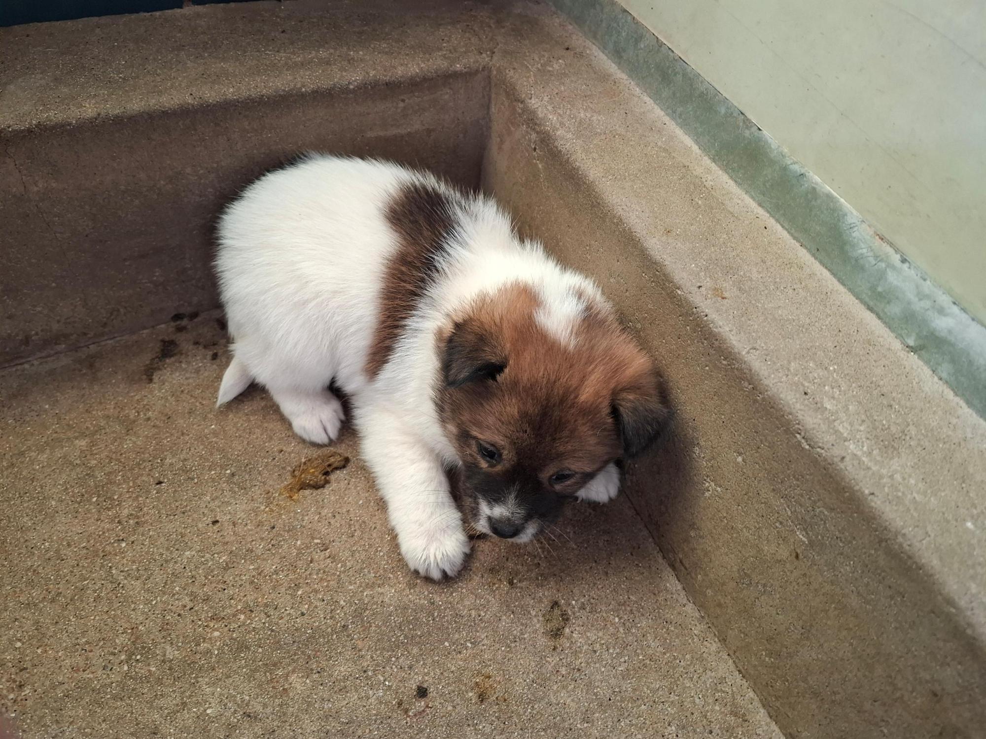 보호중 믹스견의 가…