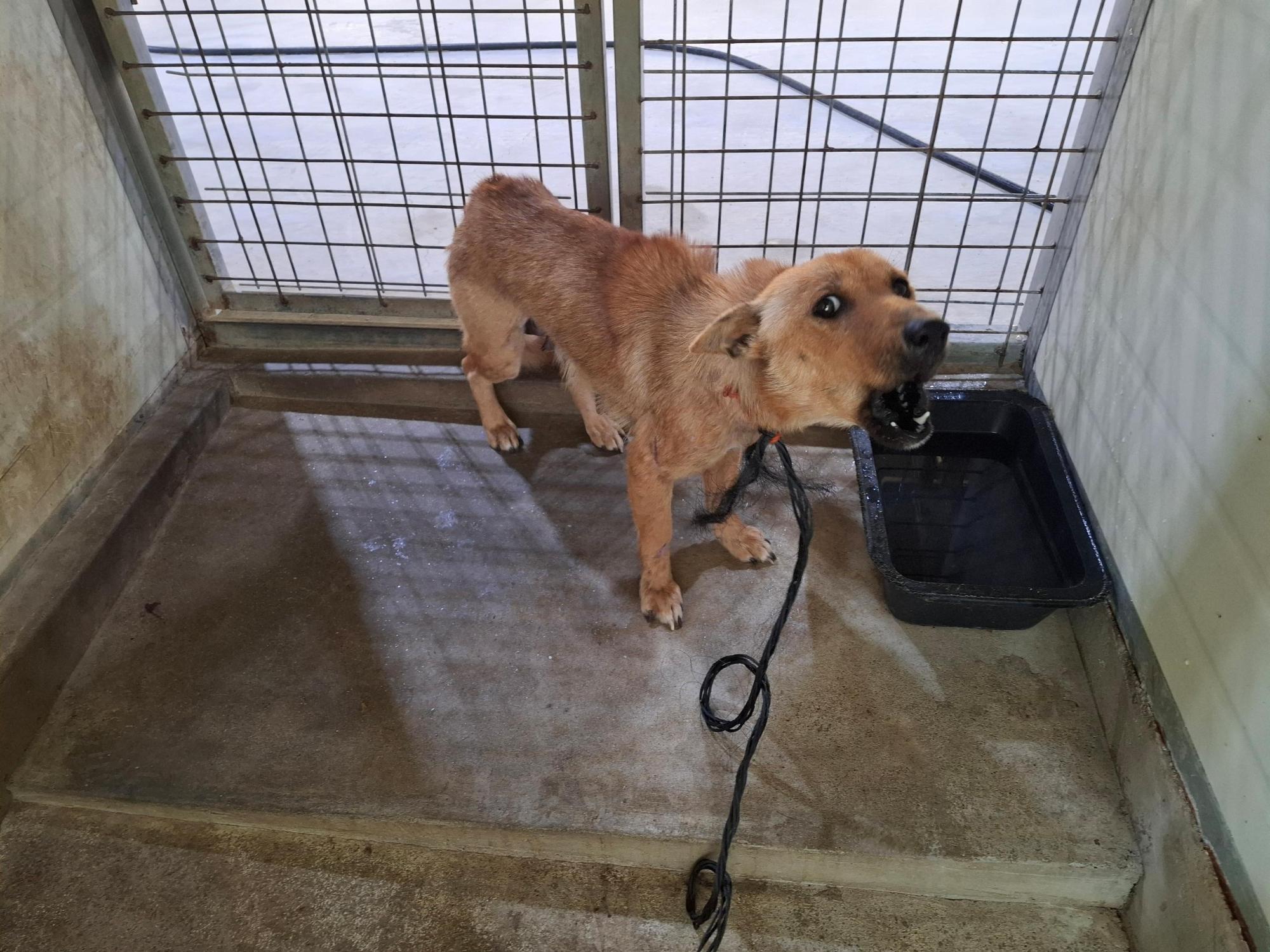 보호중 믹스견의 가…