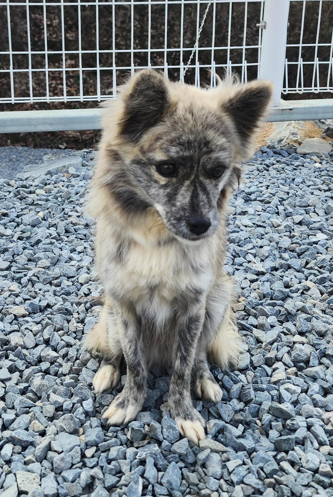 보호중 믹스견의 가…