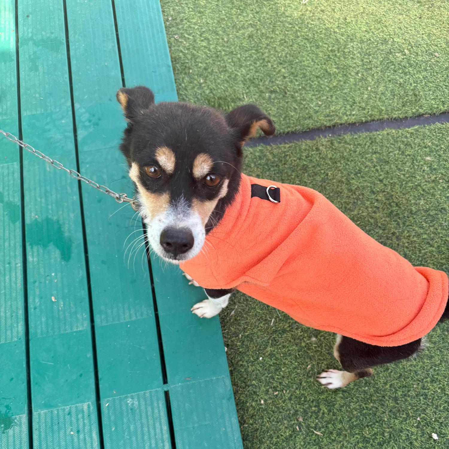 종료(반환) 믹스견…