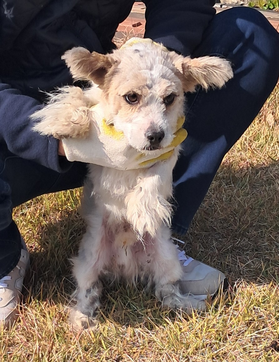 보호중 믹스견의 가…