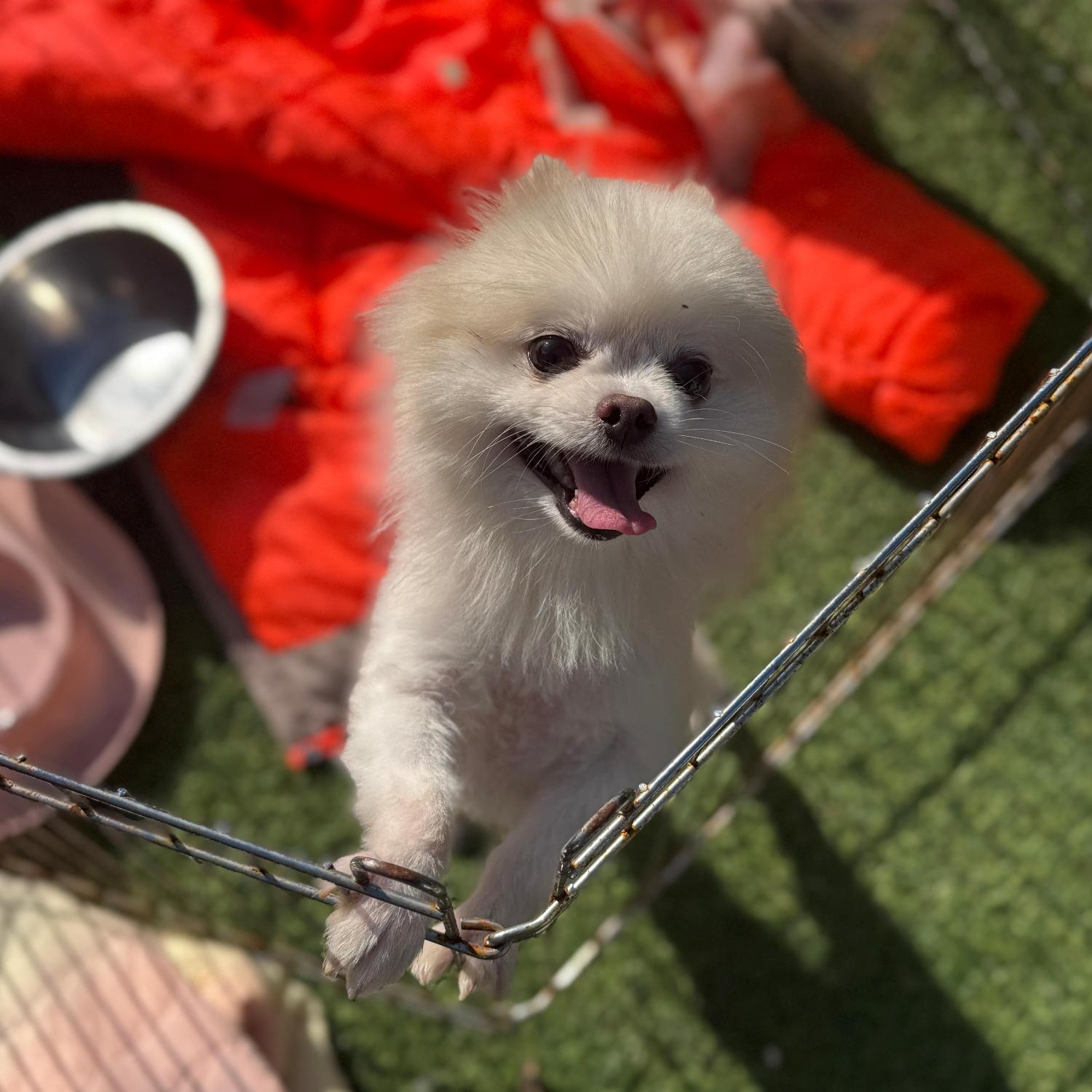 보호중 포메라니안의…