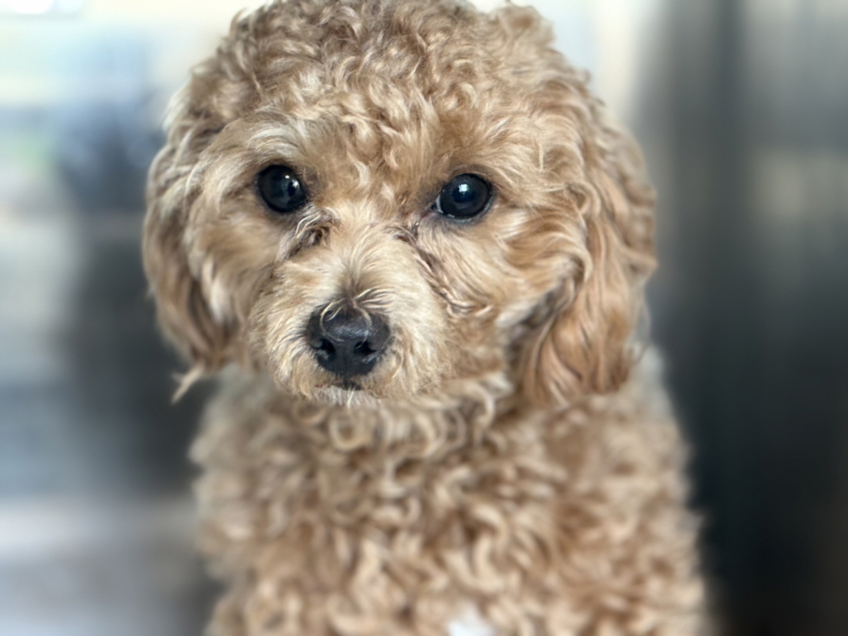 광주동물보호센터_429360202500809