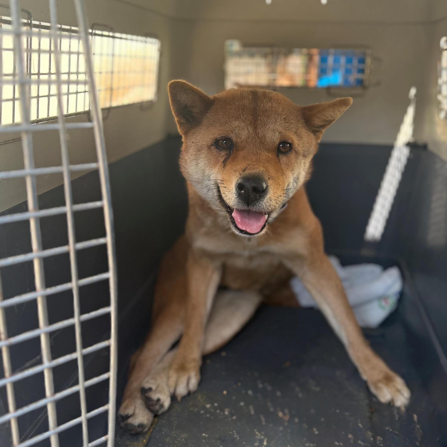 울산유기동물보호센터_431373202501787