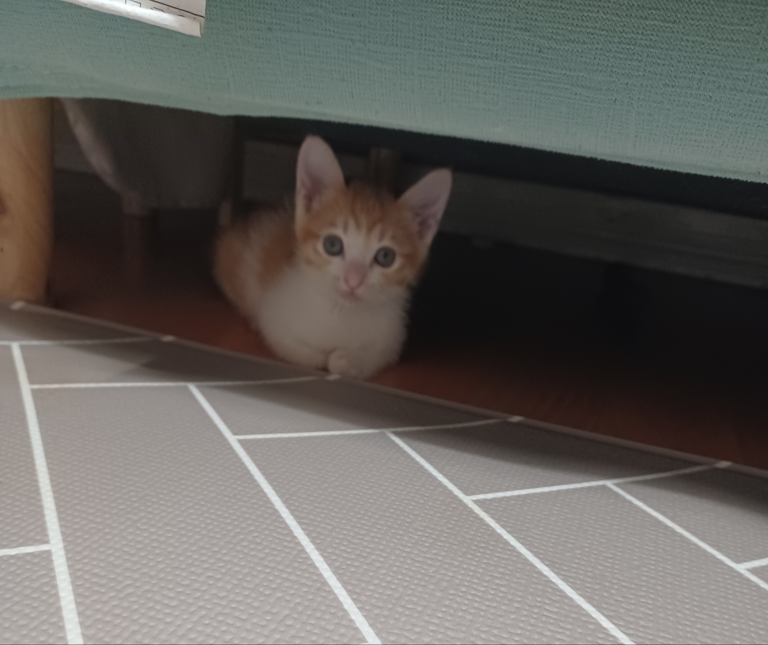 보호중 한국 고양이…