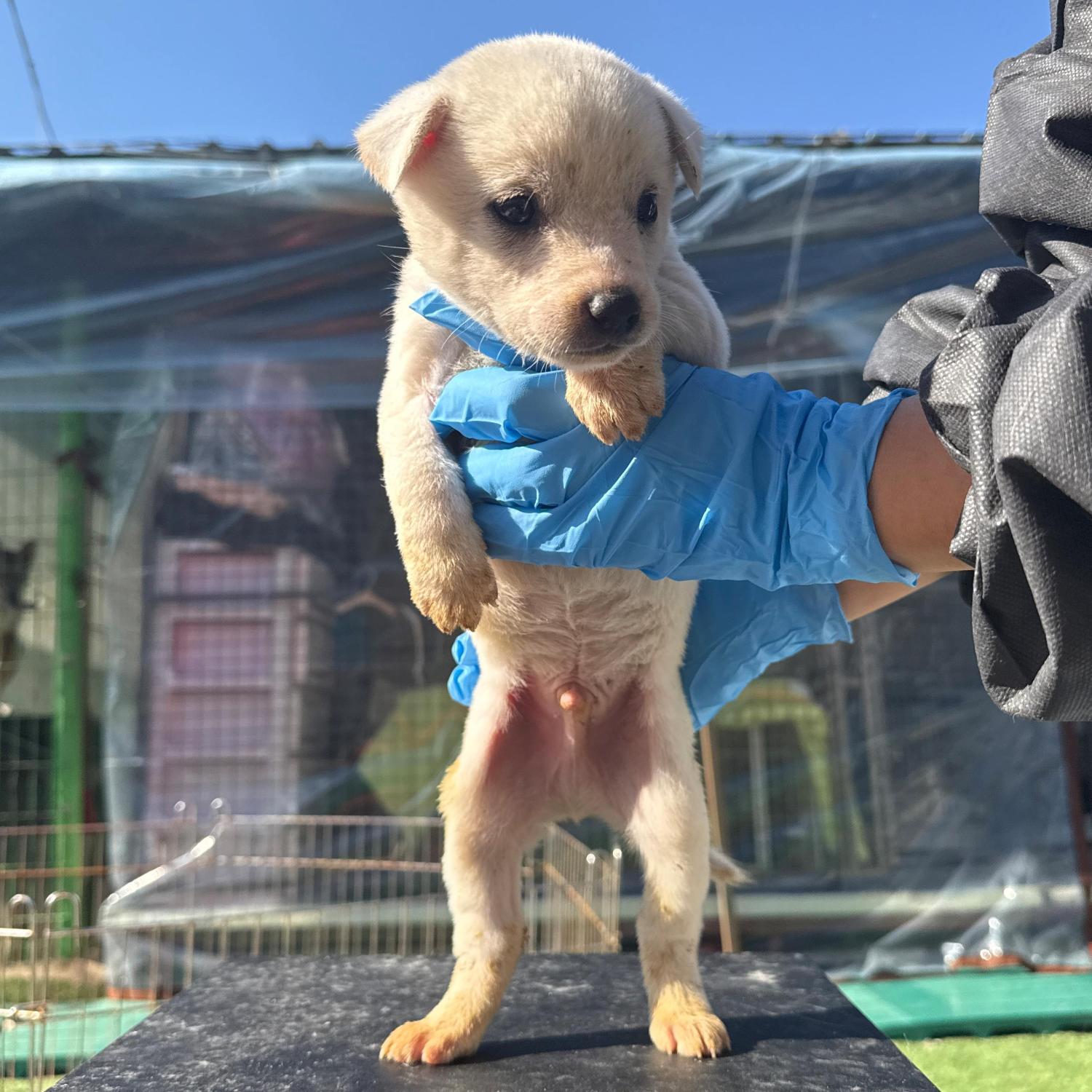 보호중 믹스견의 가…