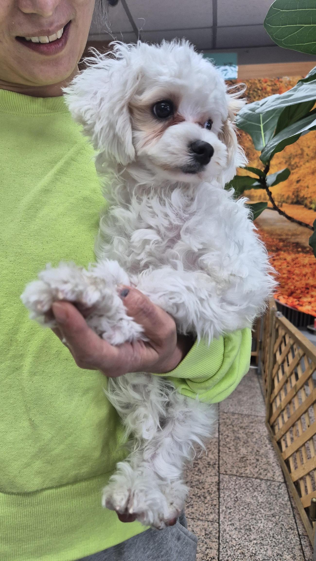 보호중 말티즈의 가…