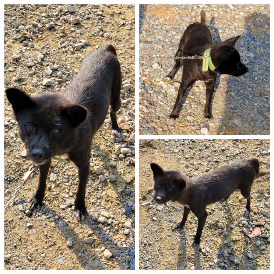 무안군유기동물보호소_446495202500368