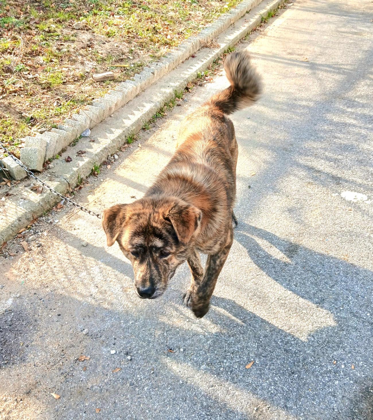 보호중 믹스견의 가…