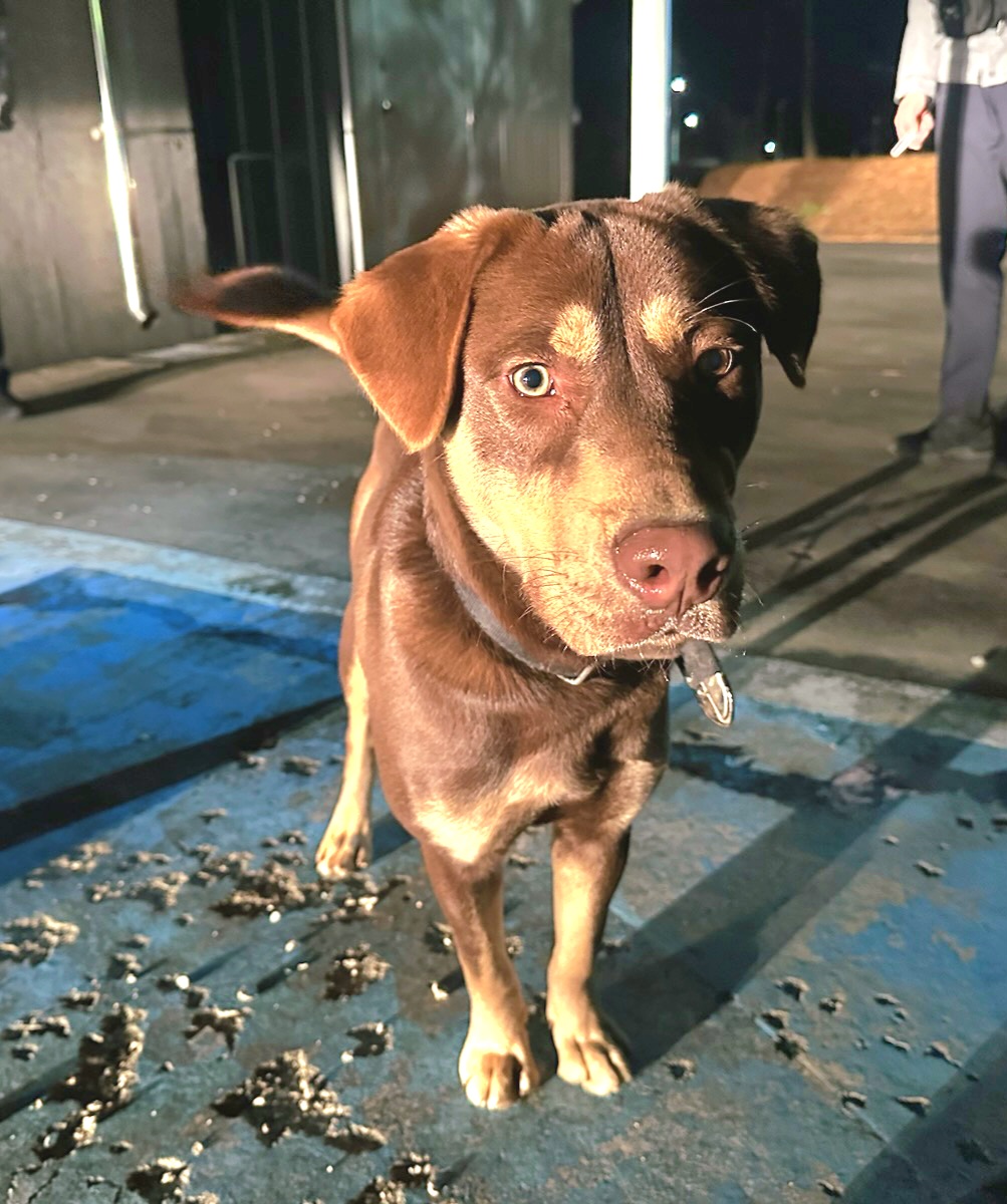 보호중 믹스견의 가…