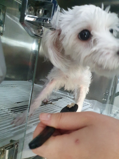 보호중 말티즈의 가…