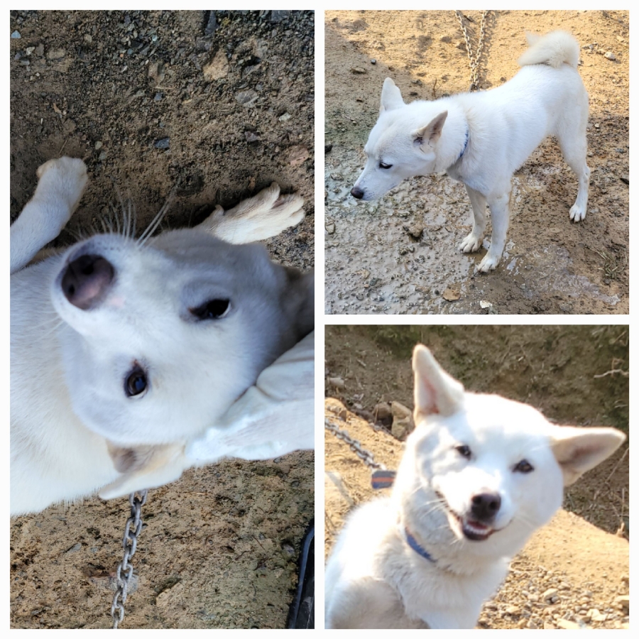 보호중 믹스견의 가…