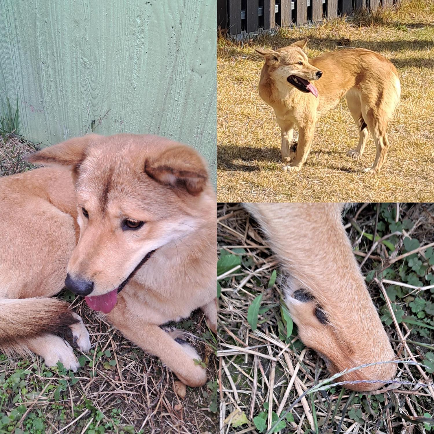 보호중 믹스견의 가…