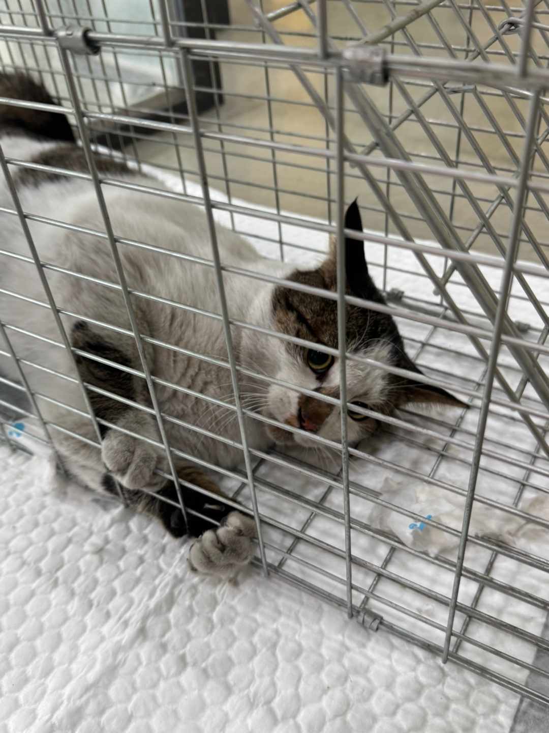 대구시수의사회(동인)_427341202500699