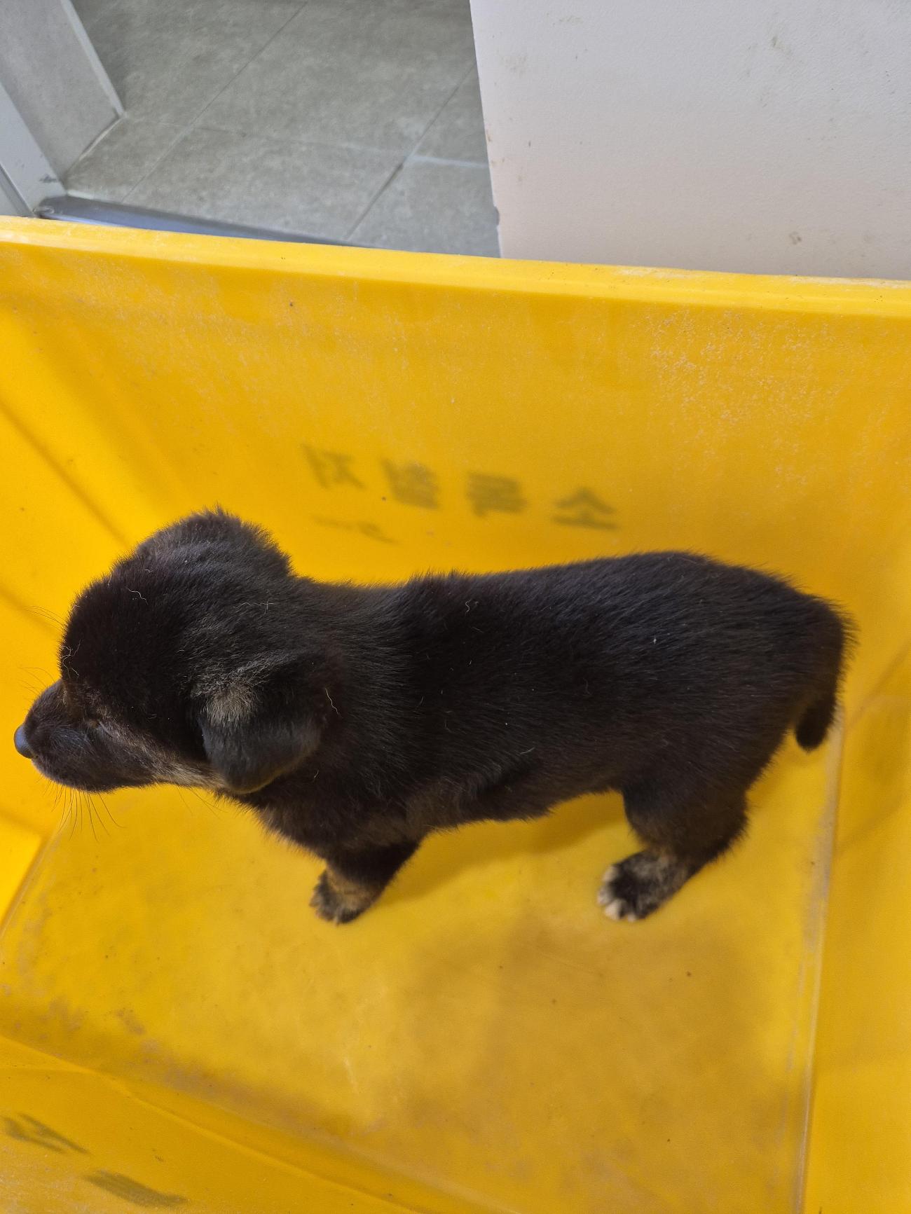 보호중 믹스견의 가…