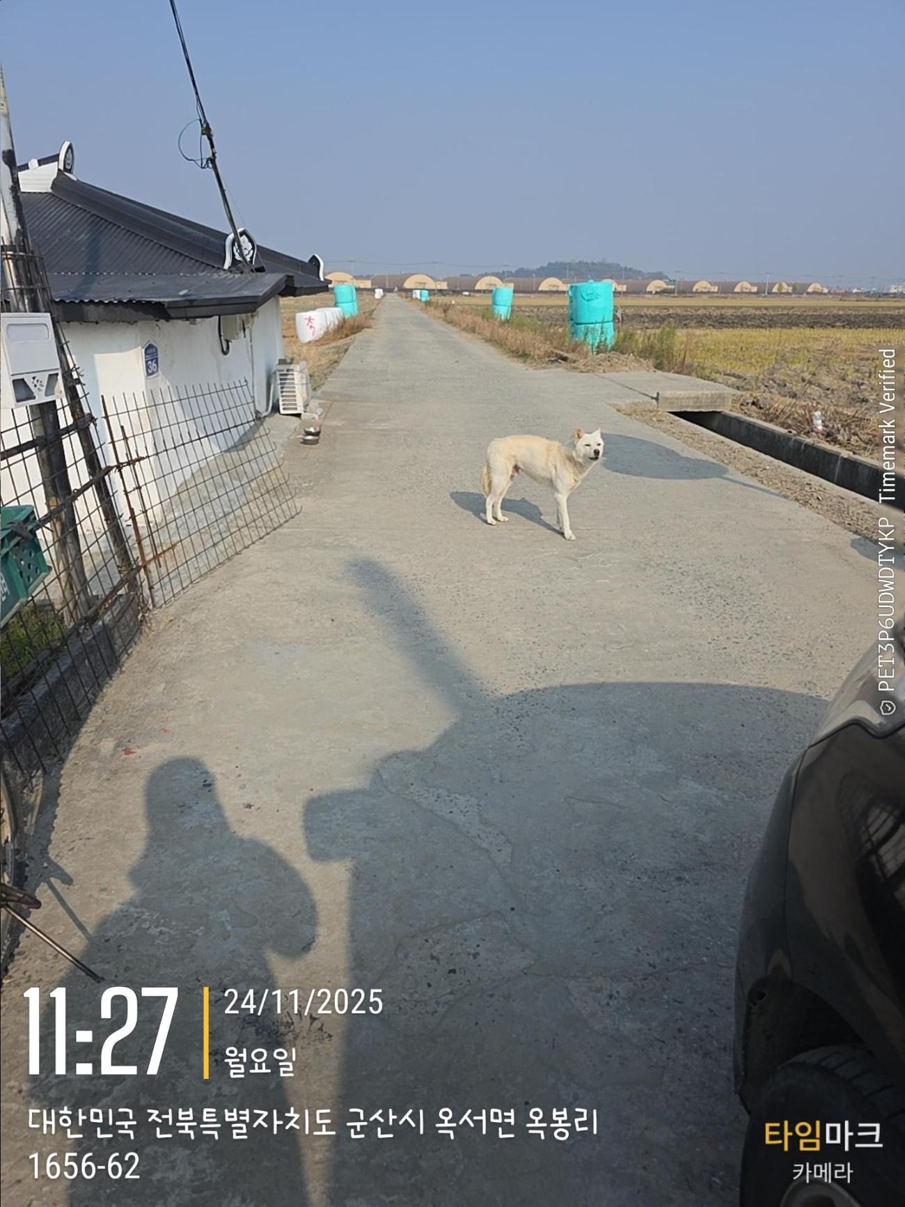 보호중 믹스견의 가…