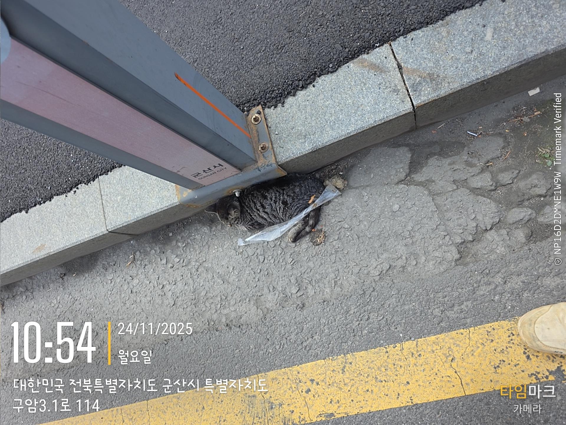 보호중 믹스묘의 가…