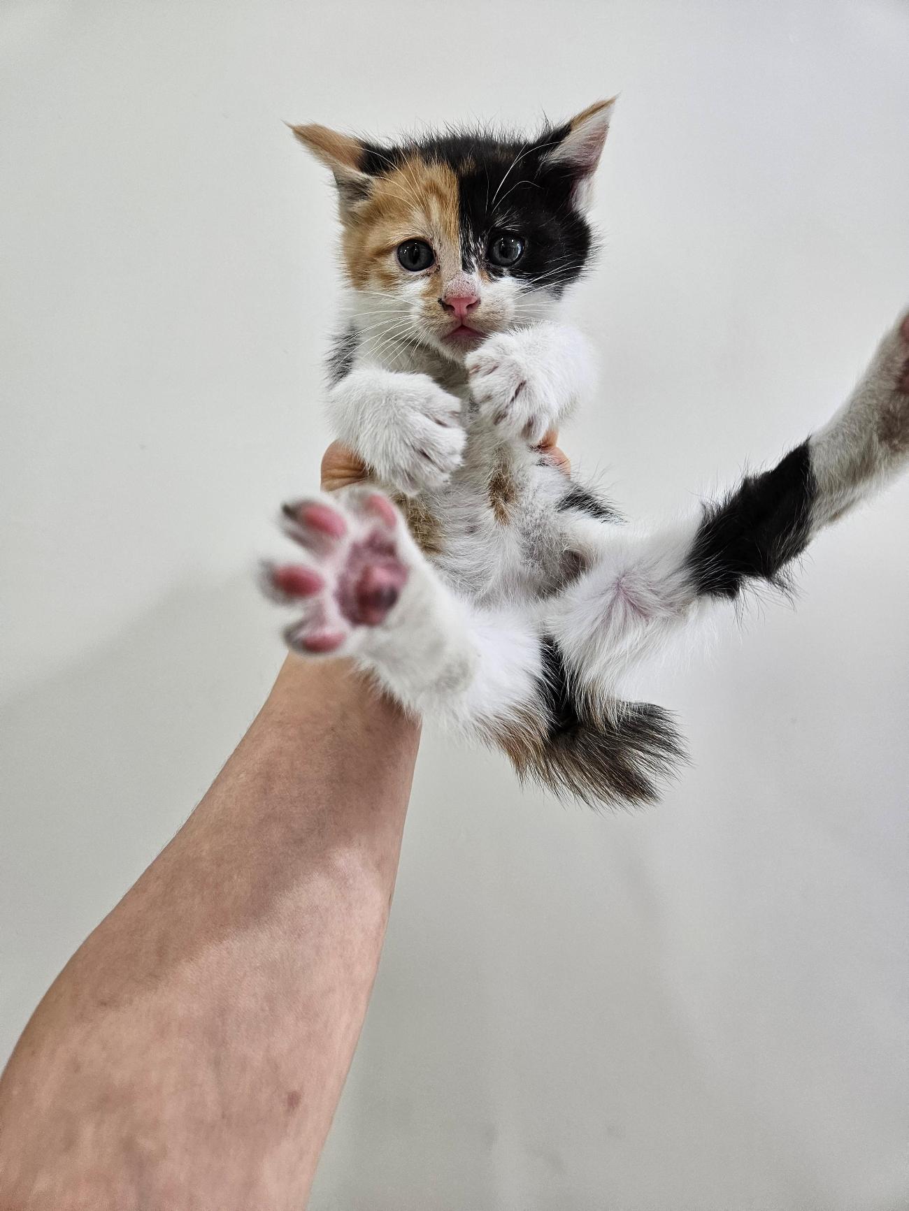 보호중 한국 고양이…