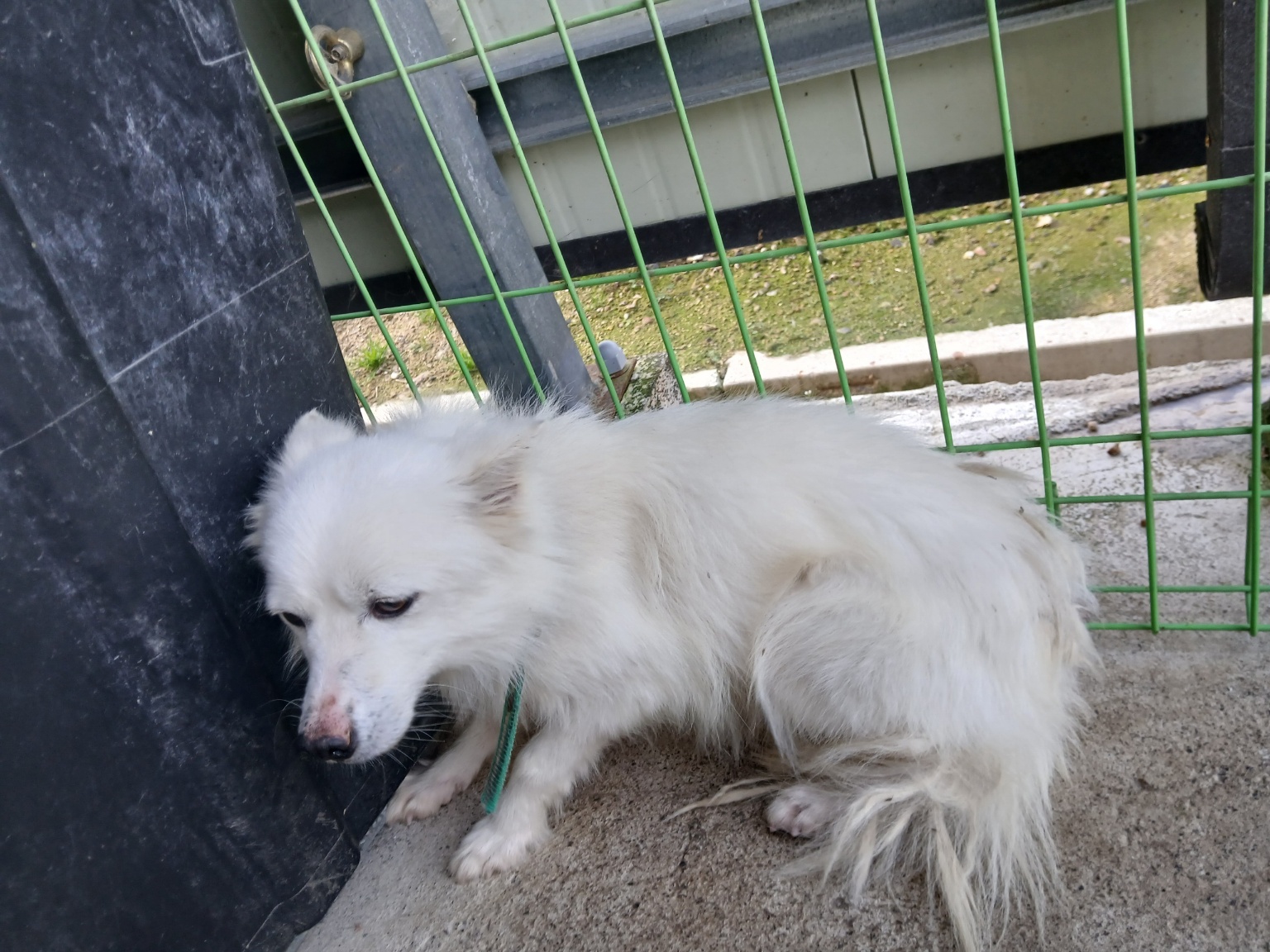 완주군유기동물보호소_445472202500650