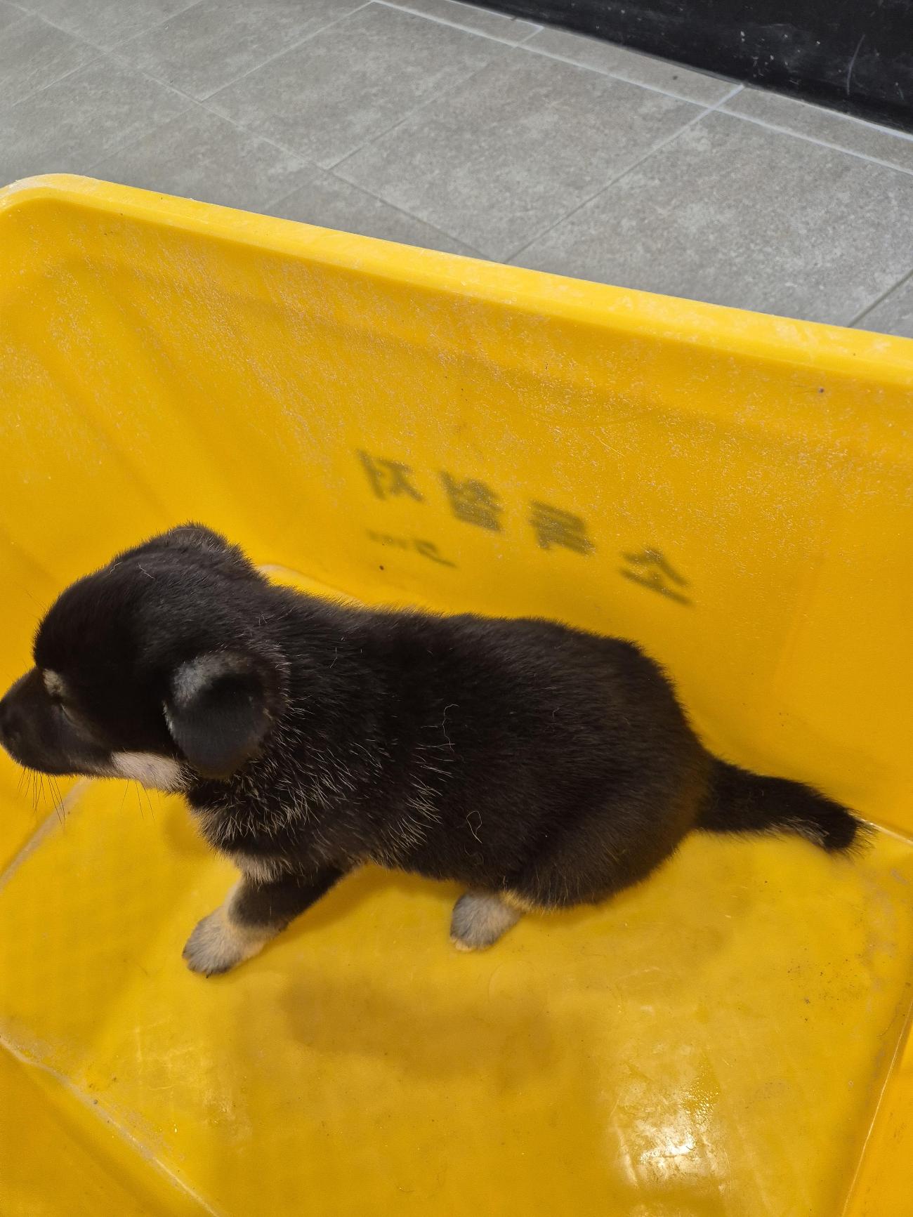 인제군동물보호센터_442433202500599