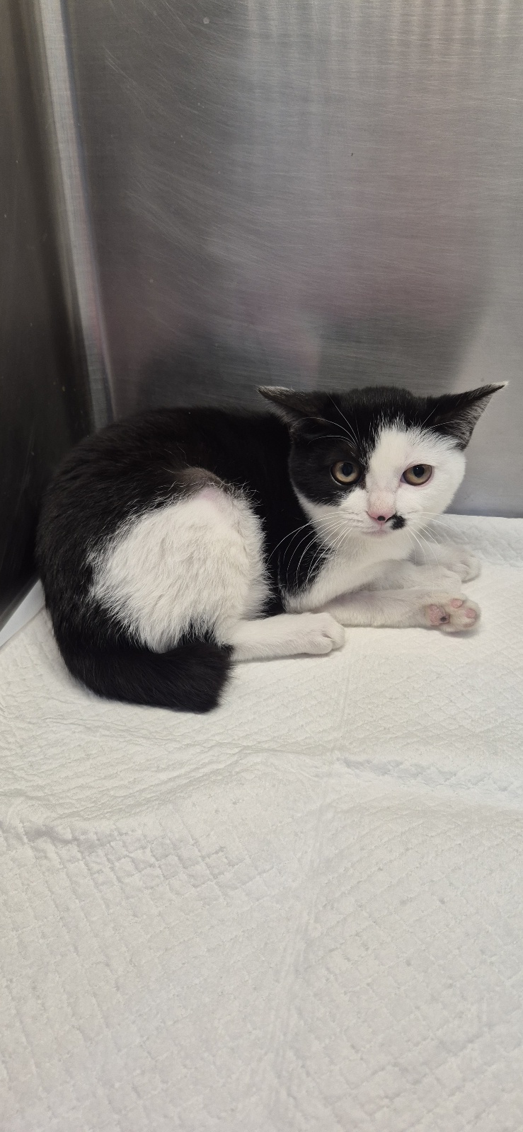 보호중 한국 고양이…