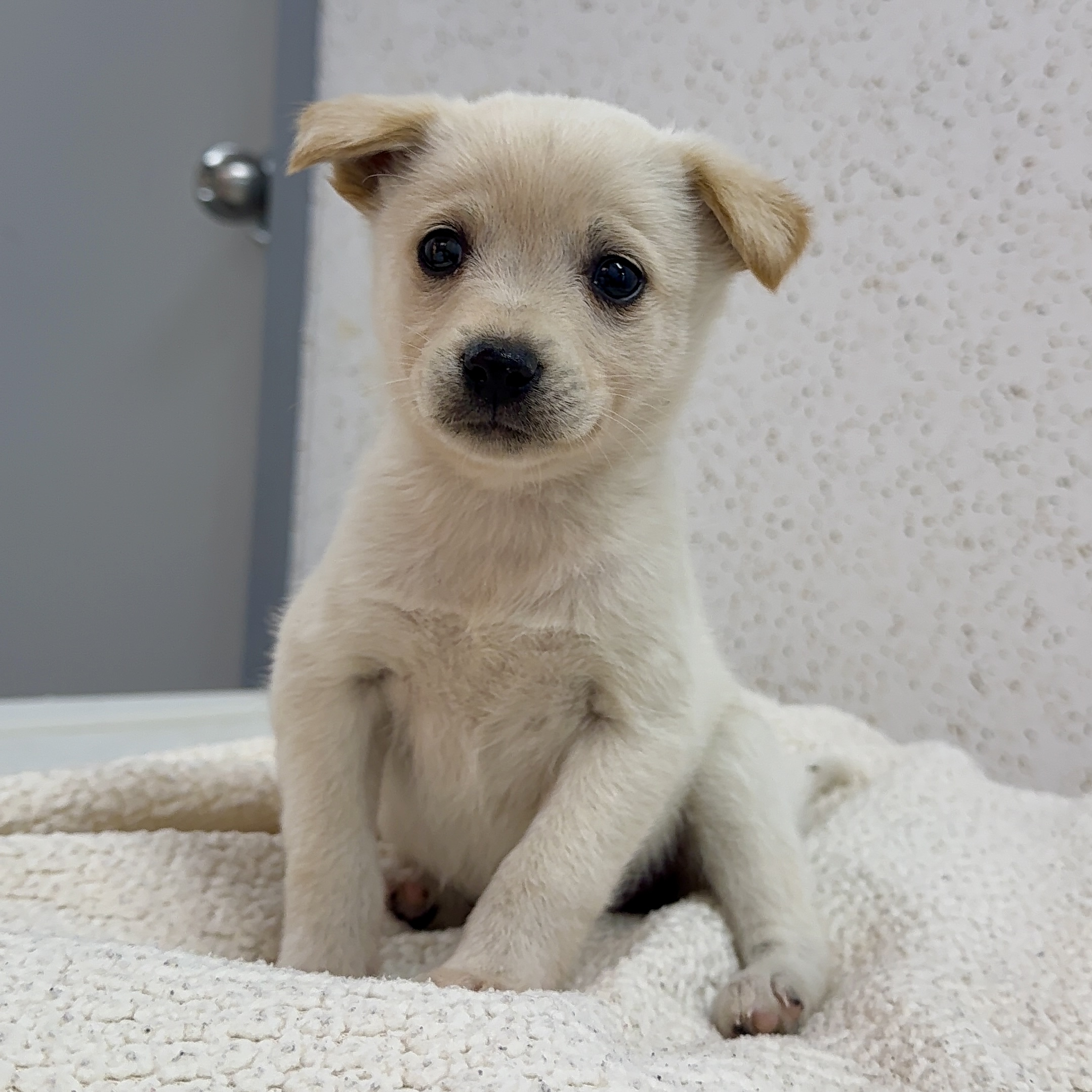 보호중 믹스견의 가…