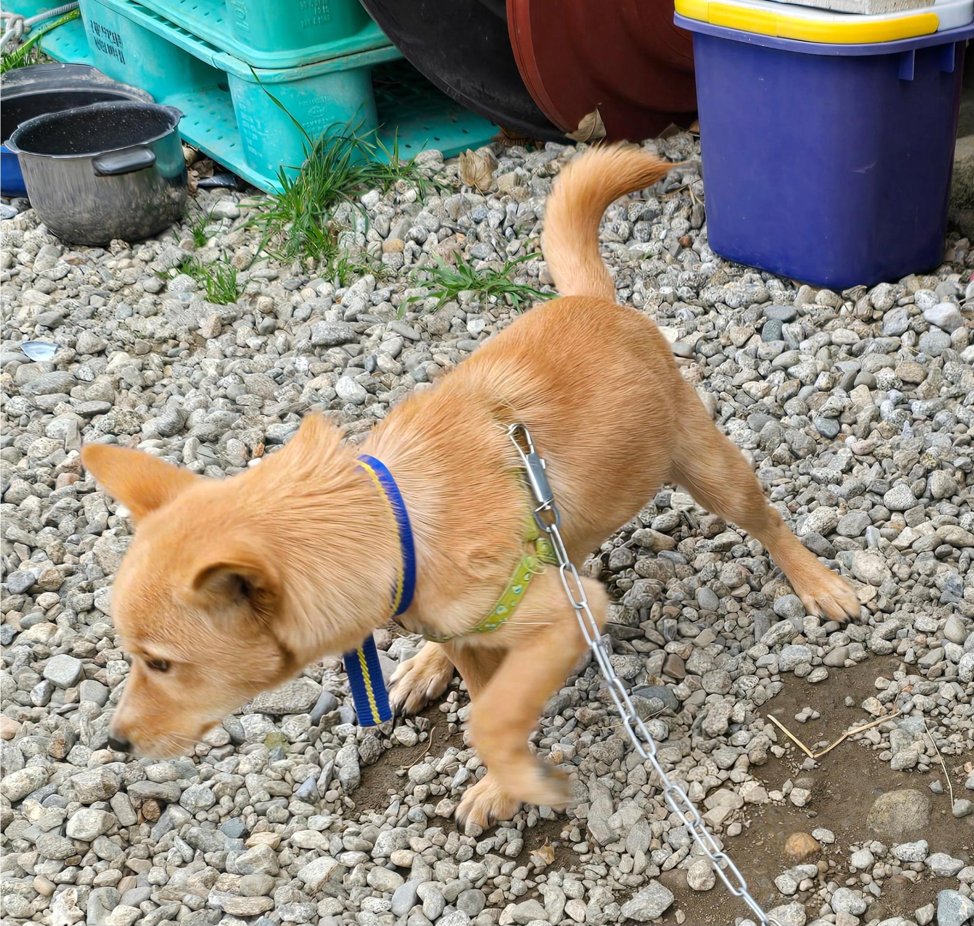 보호중 믹스견의 가…