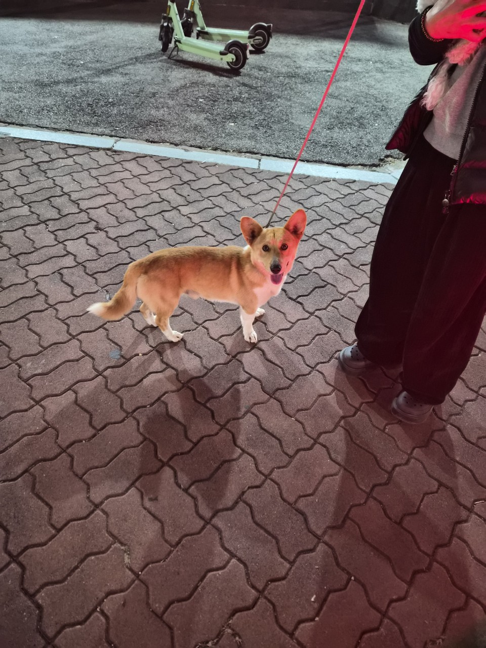 아산동물복지지원센터_444452202502175