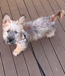 보호중 믹스견의 가…